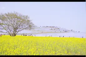 茨城县 日立海滨公园 可爱的时令花卉，如水仙和郁金香的春天视频封面