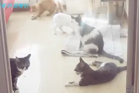 485：醒来的猫咪都这么淘？为什么闲不住？养猫人当满足这个特性