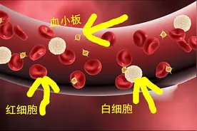 涨姿势！放大4000倍的血细胞，终于看到自己的血小板是什么样子了视频封面