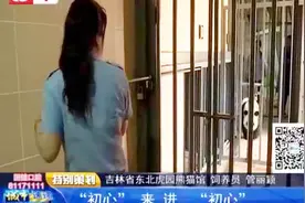 吉林省东北虎园 大熊猫饲养员 用爱陪伴国宝成长视频封面