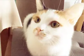 猫咪为什么总爱睡觉，白天睡，晚上也睡，随时都能睡
