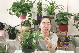 玫瑰长不好，稀稀拉拉的或不开花，只要注意一点，让它又壮开花多视频封面