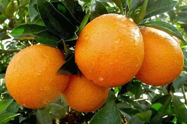 宝宝热咳能吃花胶吗 2026年宝宝咳嗽可以吃花胶吗