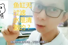 国庆7天鱼缸没打理脏到不行，3个步骤还我清澈鱼缸，过滤都不用加视频封面
