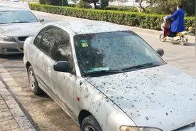 知道为什么鸟儿就喜欢在你车上拉屎吗？老司机说出其中原因视频封面