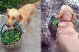别人家的狗！泰国拉布拉多犬帮主人提着刚采摘的草药回家视频封面