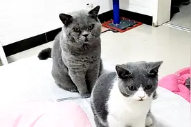 公猫一家排队等主人发肉，小猫突然加塞抢肉吃，公猫的表现太逗了视频封面
