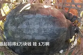 农村大哥养了十几年的鳄鱼龟卖一万块钱，大家觉得贵不贵？