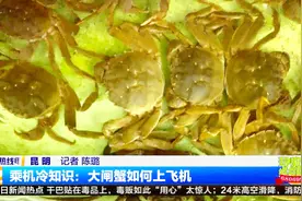 随手拎着大闸蟹上飞机？省省吧视频封面