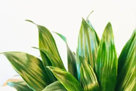 木本植物太阳神家中养护要点分享视频封面