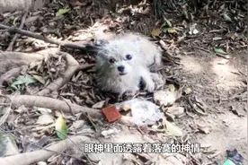 流浪狗不知道该去哪里，躲在角落里瑟瑟发抖，小家伙模样令人心酸视频封面