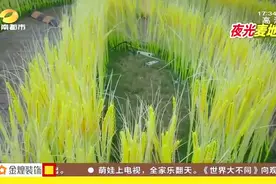城区“夜光麦地”成靓景 更是拍照求婚好去处 到处弥漫浓浓幸福感视频封面