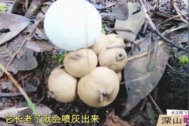 带你走进云南深山探寻山珍，这种野生菌用手一碰灰就喷出来视频封面