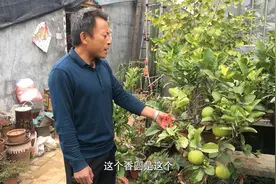 农村老农介绍：香橼药用价值非常高，香橼树盆栽的养殖方法！视频封面