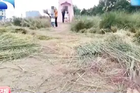 杭州：“网红花海”成网红“打卡”地点，结果三天就被破坏殆尽视频封面