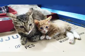 可怜小猫腿断被弃街头等死，小伙及时救助，喵星人卖萌感恩黏主人视频封面