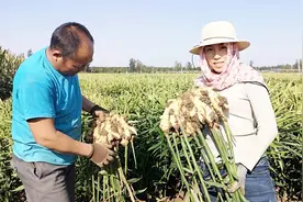 种一亩大姜多少成本？听听20年姜农算的这笔账，这成本能接受吗视频封面