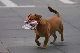 长春版《忠犬八公》！清洁工好心收留流浪狗，狗狗报恩，帮捡垃圾图片