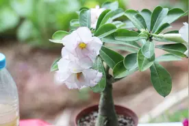 养沙漠玫瑰，用“这个水”有奇效，根茎粗大还冒花视频封面