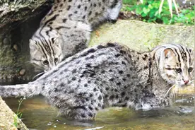 猫咪中最凶狠的存在，渔猫：作为一只猫，我还是会游泳的视频封面
