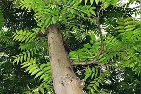 农村常见的香椿子有哪些神奇的功效？视频封面