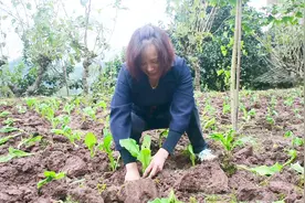 重庆火锅，涪陵榨菜！榨菜之乡每年这个季节就开始忙碌了视频封面
