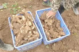 大别山佛手山药丰收啦！营养堪比人参，6元一斤，1亩赚1万多！视频封面