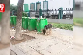 警犬被认流浪狗带走 当事人：希望警方公布监控视频封面
