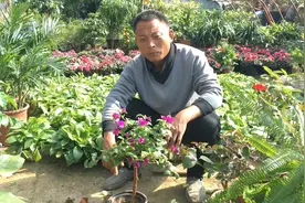 三角梅这样养，只需4步，365天都开花，盆盆开到爆盆！视频封面