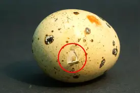 摄像机记录鹌鹑蛋孵出小鹌鹑全过程，生命的力量太神奇了！视频封面