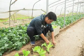 生菜如何种植？农村蔬菜大棚的这种种法，一颗能长两斤以上视频封面