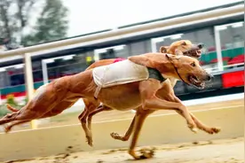 全世界最快的狗灵缇犬PK猎豹，谁更快？灵缇：我弃权，总可以吧视频封面