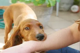 为什么狂犬病患者发作时，这么怕水？今天终于知道了！