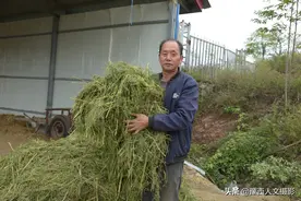山村大叔帮儿子养驴，一个人住山顶棚屋，驴吃的草料需从外省购买图片