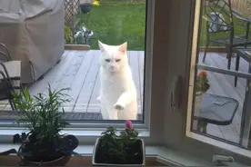 我没有猫没关系，邻居家有猫就够了图片
