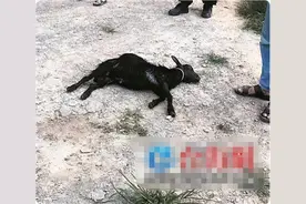 还有这种操作？4米巨蟒吞下山羊，专家蛇腹掏羊！这羊还能吃吗？图片