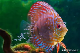 观赏鱼的繁殖要点，从选亲鱼开始，带你体验繁殖鱼宝宝的乐趣图片