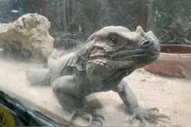 “芭堤雅怪物水族馆”有谁去过？门票挺便宜，奇珍异兽真不少图片