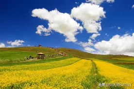 青藏高原上最美的六十万亩油菜花，盛放在祁连山下的门源县图片