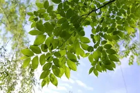 最美人间四月天，这份威海踏青赏花攻略请收下图片