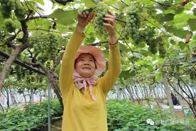 弥勒“天价”葡萄，1元变30元！一亩卖3万图片
