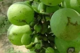 植物生长调节剂，是药三分毒？别这么想！澄清一下，错用才是毒！图片