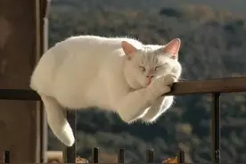 懒洋洋的白团子猫咪，萌萌哒太可爱了图片