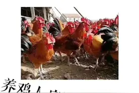养鸡过程中不能做的八件事，养殖户要记牢！ 你值得收藏图片