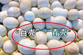 买鸭蛋时，选“青壳”还是“白壳”？有区别，弄清楚再买不吃亏图片