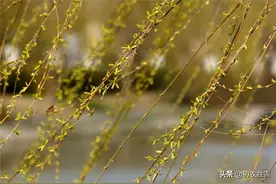 早春五首：春来自何处，无迹日以深图片
