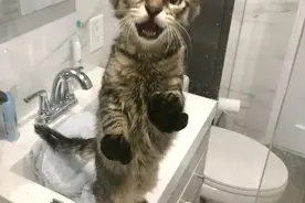 一群猫咪，不知羞耻地侵犯人们的私人空间图片