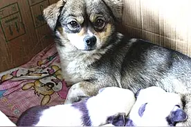 土狗不小心怀孕，主人原本打算将小狗送人，生下来一看竟舍不得了图片