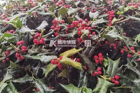 哇，下雪了！杭州今天入冬，安吉飘雪了图片