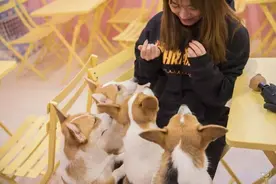 鸣镝 |“网红”宠物咖啡厅，别让“招财”变“破财”图片